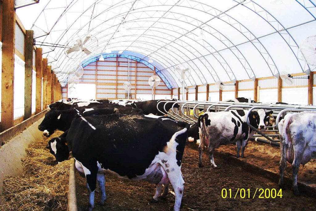 Cattle in a 50'W Hoop Barn