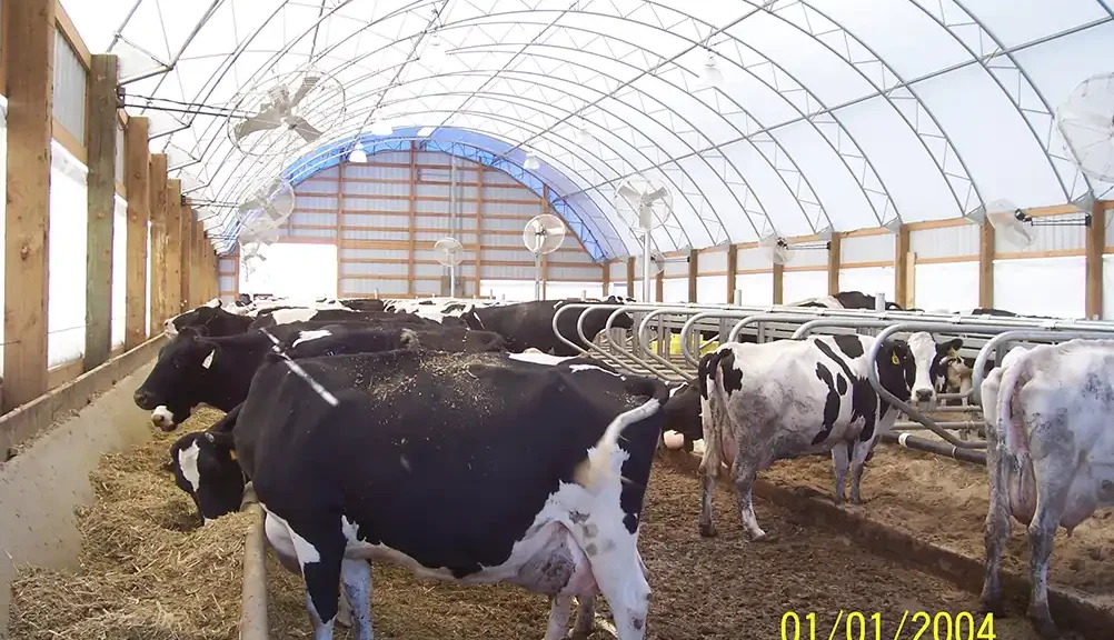 cows in a hoop barn