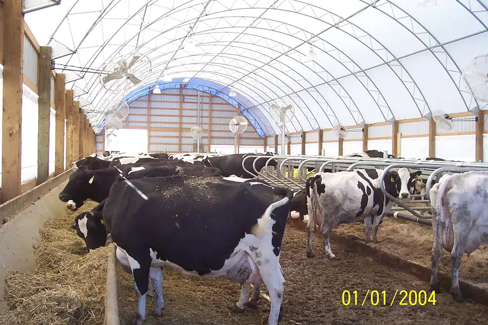 cows in a hoop barn